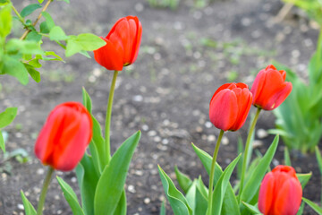 Red tulip buds in a green garden in spring