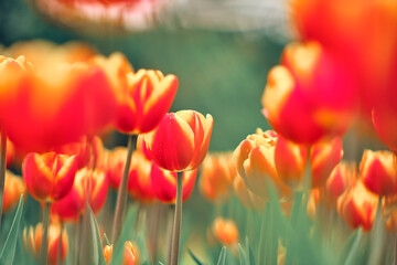 Red tulips on sky background.