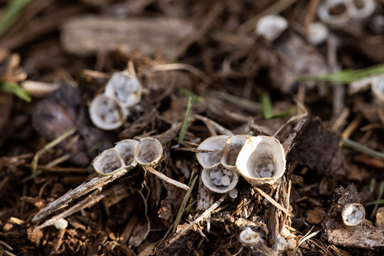 Bird's Nest Fungi - Nidulariaceae