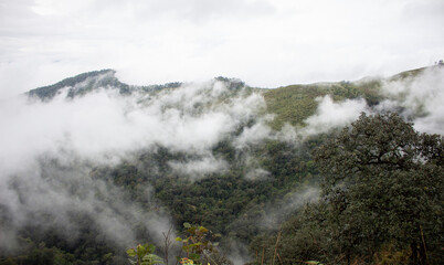 Fog cover the mountain forest. coniferous forest