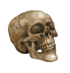 Human skull illustration,Watercolor halloween decor,Vintage victorian Halloween,mystical.Hand drawn human skull isolated on white background