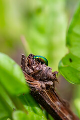 Rose chafer beetle siitng on a plant macro photography in a spring day. Three green rose chafer beatles close-up photography in a springtime. - obrazy, fototapety, plakaty