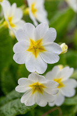 Blossom white primrose flower in a springtime macro photography. Garden primula flower with white petals close-up photo. Blooming primula vulgaris floral background.