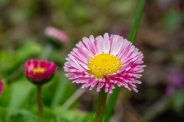 Blooming pink daisy flower on a green background in springtime macro photography. Bellis perennis wildflower with pink petals on a sunny summer day, close-up photo. © Anton
