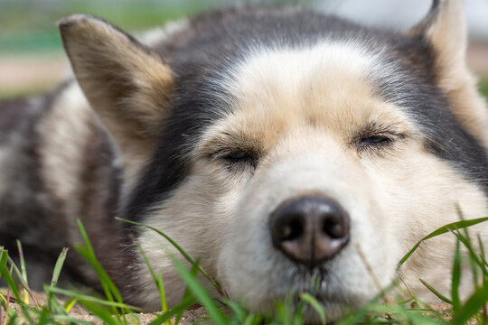 Funny portrait of a Siberian Husky female lying on the ground on a summer day. A domestic dog lies on the sand in the garden on a sunny day.	