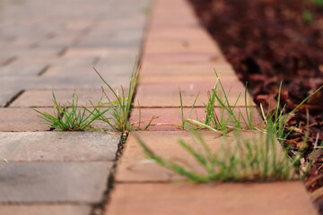 Pavement. Weeds on the sidewalk.
Chodnik. Chwasty na chodniku. - obrazy, fototapety, plakaty
