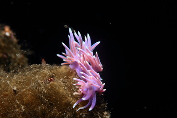 Beautiful violet-coloured flavelina posing in its natural habitat on the seabed in the evening