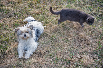 cat and dog play in the garden