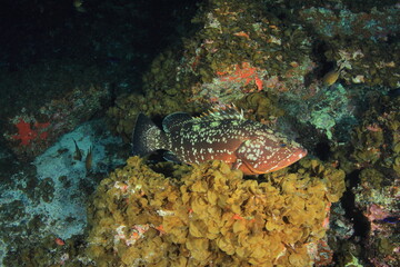 Naklejka na ściany i meble Behaviour of grouper in its habitat surrounded by algae and rocks in its oceanic marine world