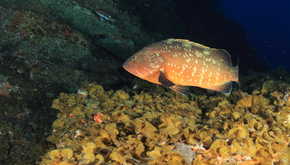 Plakat Behaviour of grouper in its habitat surrounded by algae and rocks in its oceanic marine world