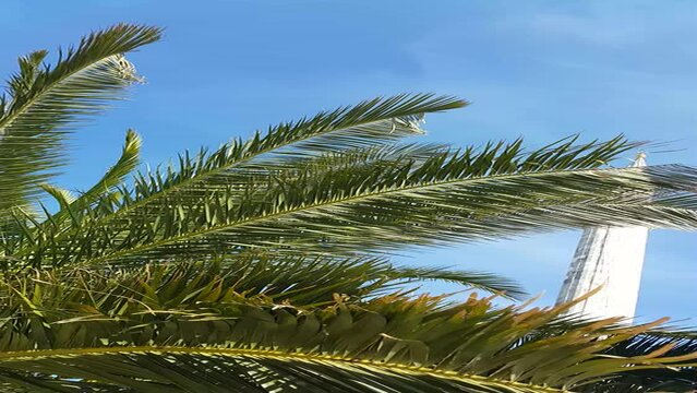 Blue sky and palm leaves video image