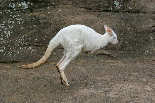 White Wallaby Jumping