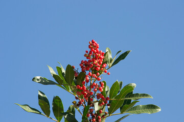 The Aroeira or mastic tree (Schinus terebinthifolia) and its pink pepper