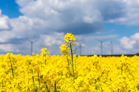 Vertical shot of a yellow rape field with visible wind turbines in the horizon