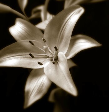 Lily