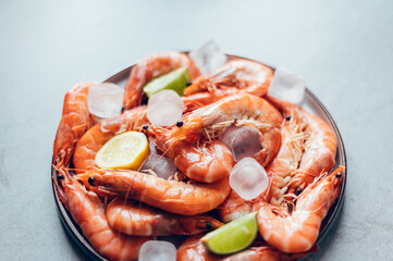 Ocean king prawns or jumbo shrimps with lemon slices and ice cubes in plate on grey background