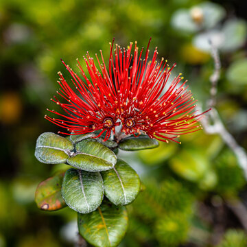 Ohia Lehua (Metrosideros polymorpha) or Mamo Flower and Plant, Molokai, Hawaii