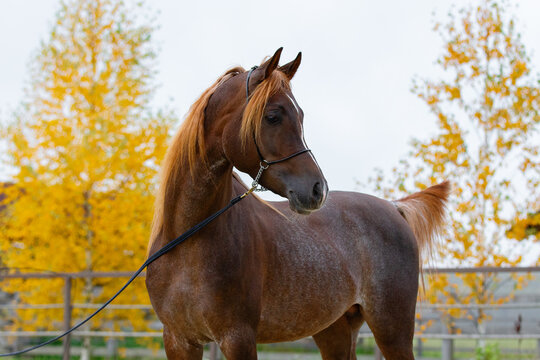 Beautiful chestnut arabian horse looks back on natural background, portrait closeup