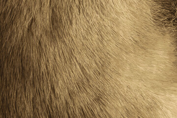 Realistic vector illustration of mink fur texture in light, gray color close up. Animal fur texture.
 - obrazy, fototapety, plakaty