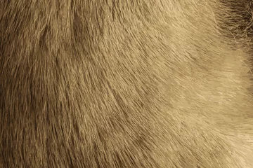 Fotobehang Realistic vector illustration of mink fur texture in light, gray color close up. Animal fur texture.  © Nataliia