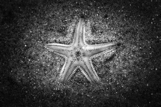 Top view grayscale shot of Astropecten animal on a sand