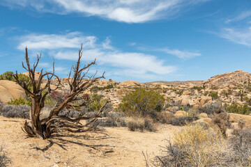 A landscape view of Joshua Tree National Park in California