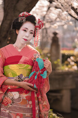 Maiko in kimono posing in front of cherry blossom in spring