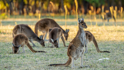 Beautiful shot of the red kangaroo animals grazing in a forest on a sunny day