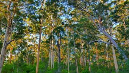 Sunset glow in the karri forest