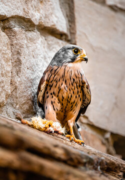 european krestel falcon sitting on a roof with prey after hunting closeup portrait view