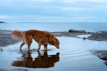 dog on the stone seashore. Nova Scotia duck tolling retriever in a unique landscape