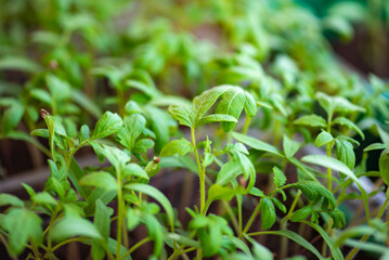 many different seedlings grow in peat glasses. High quality photo