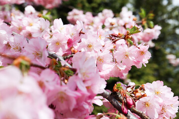 Beautiful spring. Tree blossom