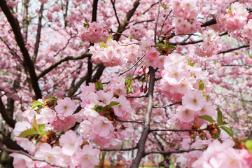 Beautiful spring. Tree blossom