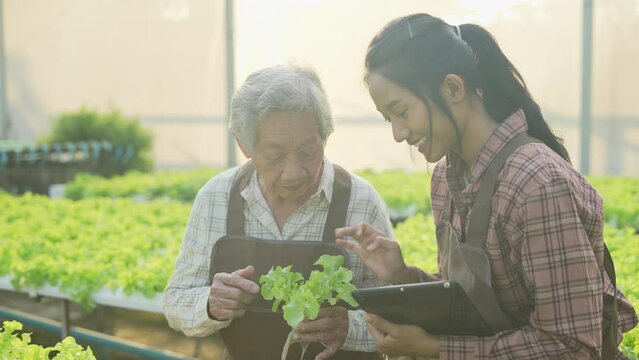 agriculture concept of 4k Resolution. Asian woman checking vegetables in greenhouse. Gardener's Productivity Evaluation.