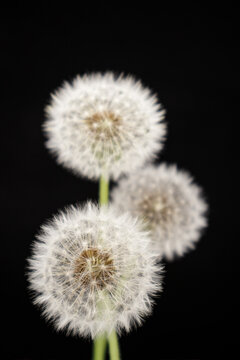 Dandelion with seeds against a black background.