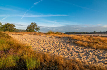 View of Loonse en Drunense Duinen, the Netherlands. Dutch natural phenomenon of sandbank drift plain