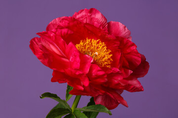 Beautiful bright pink peony flower isolated on purple background.