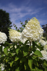 Selective of white Hydrangea paniculata flowers