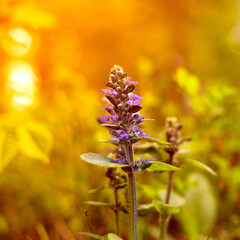 A purple flower during the sunset