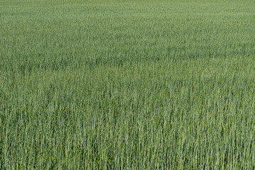 green fresh wheat field on meadow