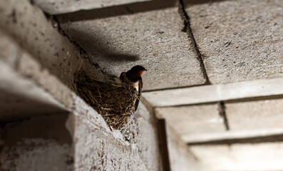 swallow bird building new nest inside