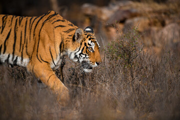 Fototapeta na wymiar Side portrait of a tigress walking in dry habitat of Ranthambhore National Park on a winter morning