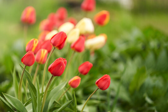 A group of red and yellow tulips on a green blurred background of foliage. Selective focus. Copy space.