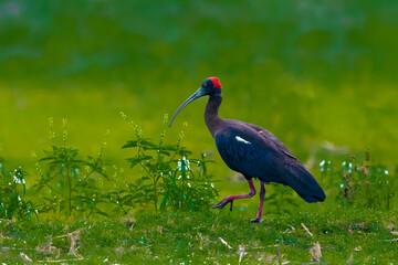 Red Naped Ibis Male