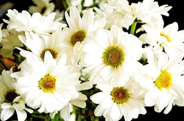 Background image of white flowers of chrysanthemum, chamomile.  Natural, environmentally friendly nature background.  Texture of white flowers and yellow centers.  Close-up, front view.  Joyful mood.