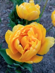 Rozkwitnięty żółty tulipan