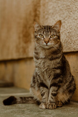 cats playing in the garden
