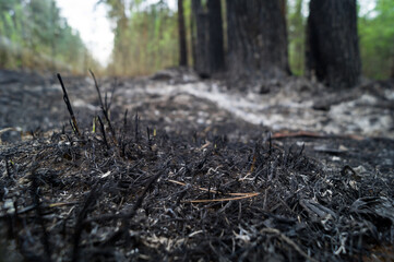 The consequence of a forest fire. Ash from burnt grass and twigs. Burnt plants in the forest....
