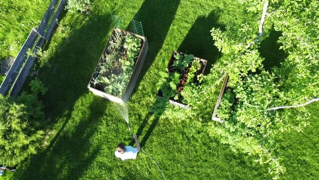 aerial drone bird's eye view video of gardener watering flowers and vegetable plants in garden. gardener with water hose in sunny blooming backyard with garden beds, trees, lawn 